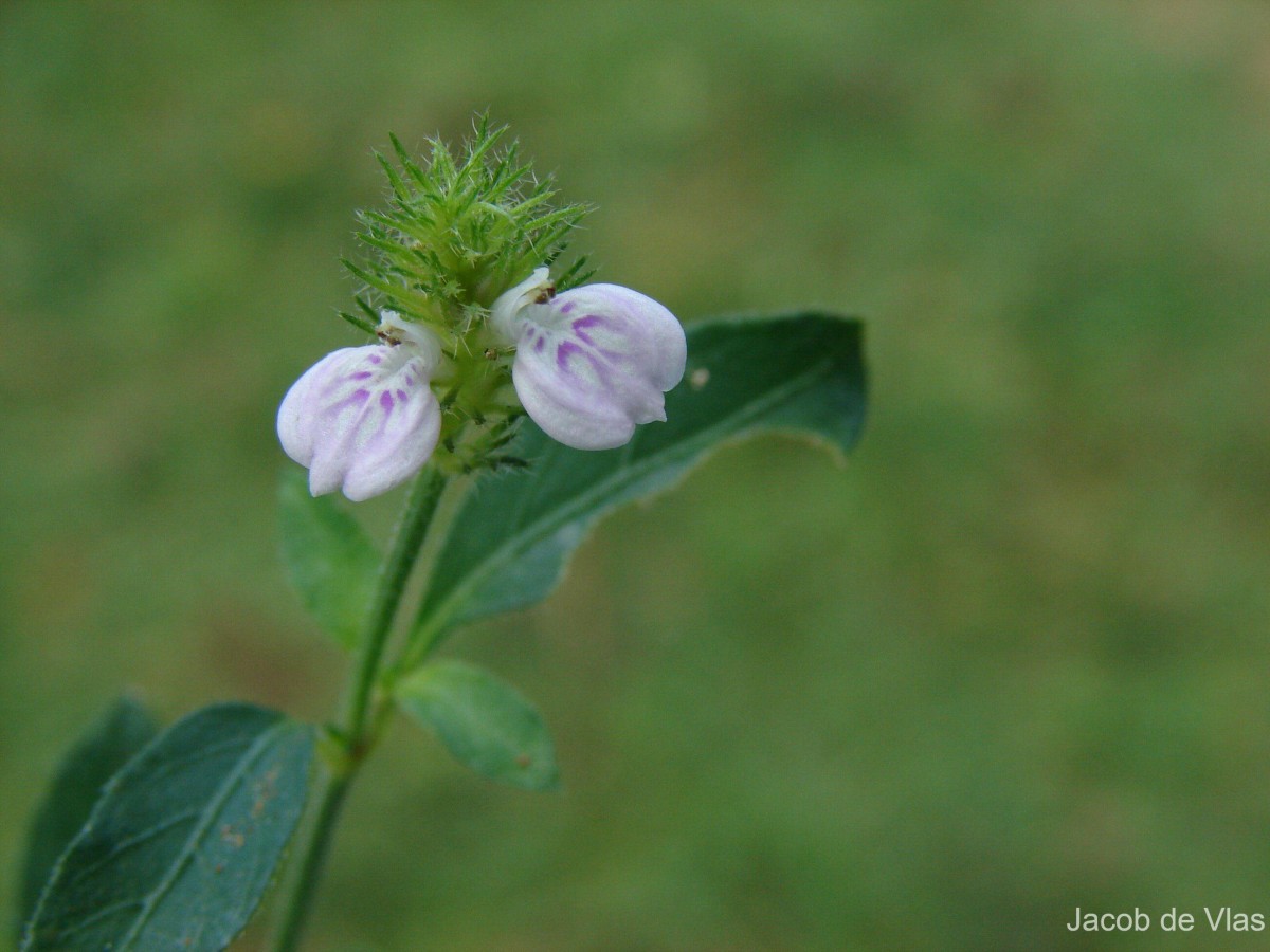 Rostellularia procumbens (L.) Nees